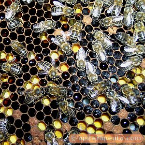 abejas elaborando pan de abeja para apiterapia HD